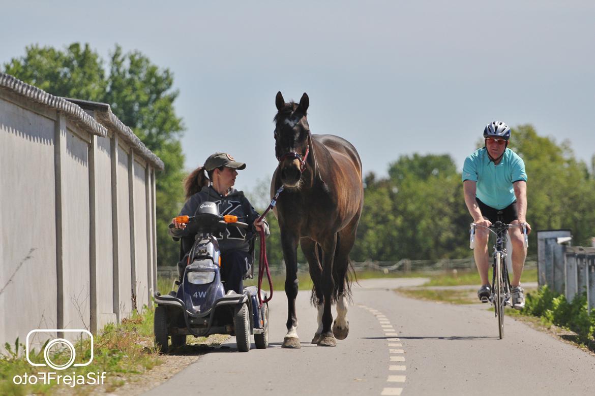 Anden særlig race After Eight´s Chanel / Mutte billede 41