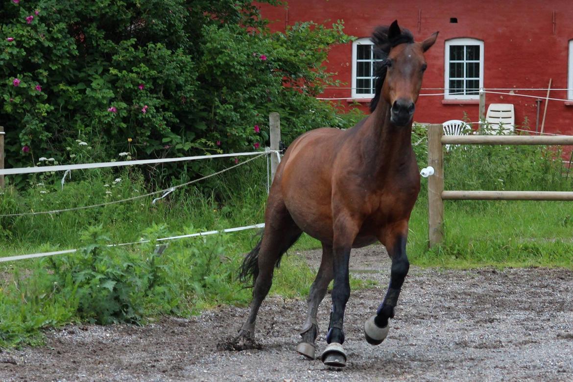 Anden særlig race Flicka billede 17