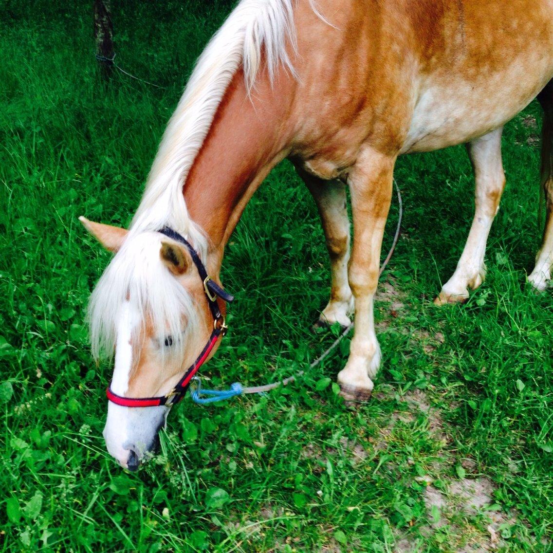 Haflinger Søspringda billede 14