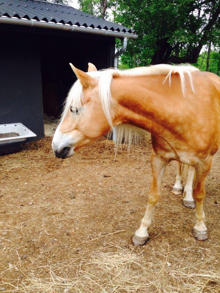 Haflinger Søspringda billede 17