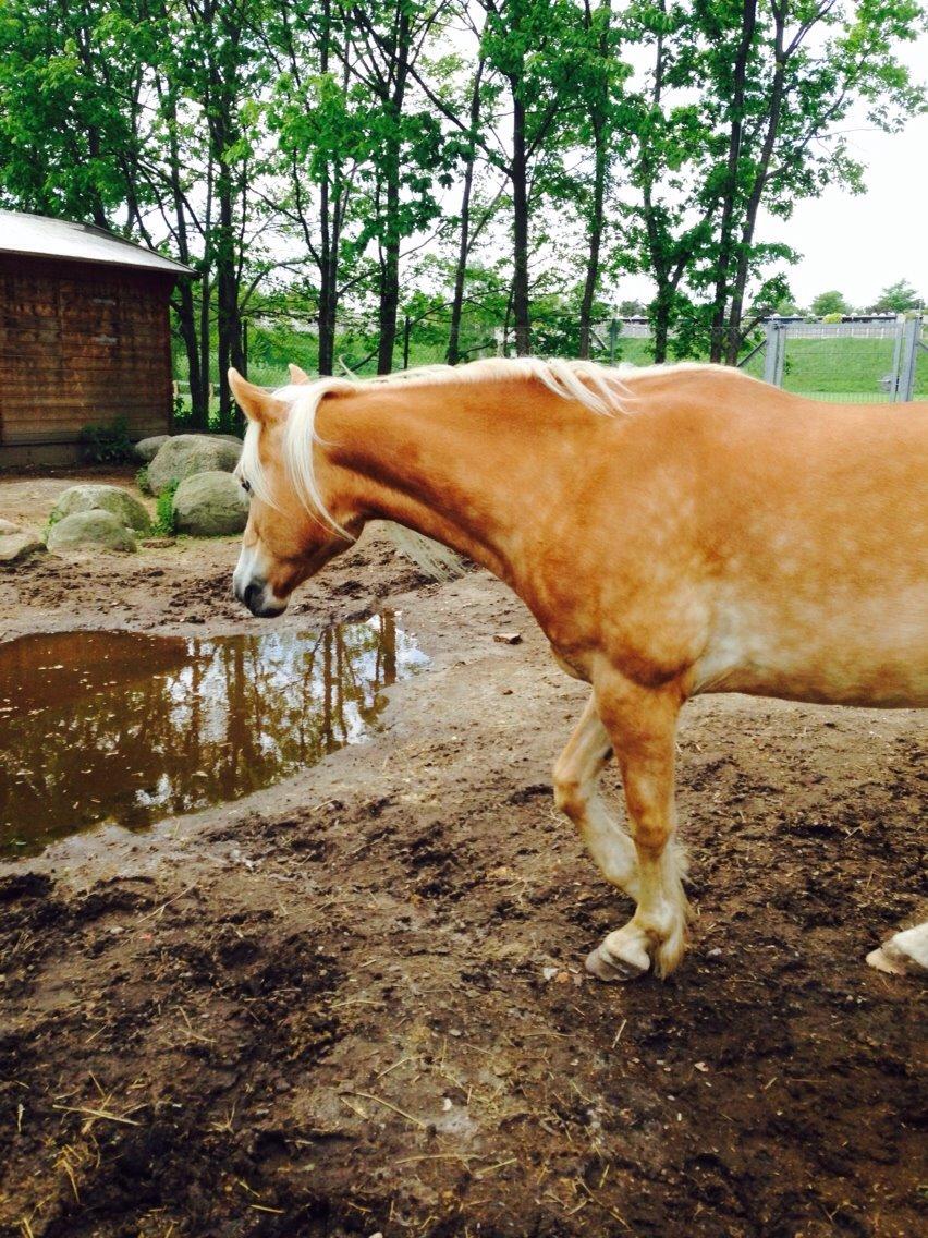 Haflinger Søspringda billede 18