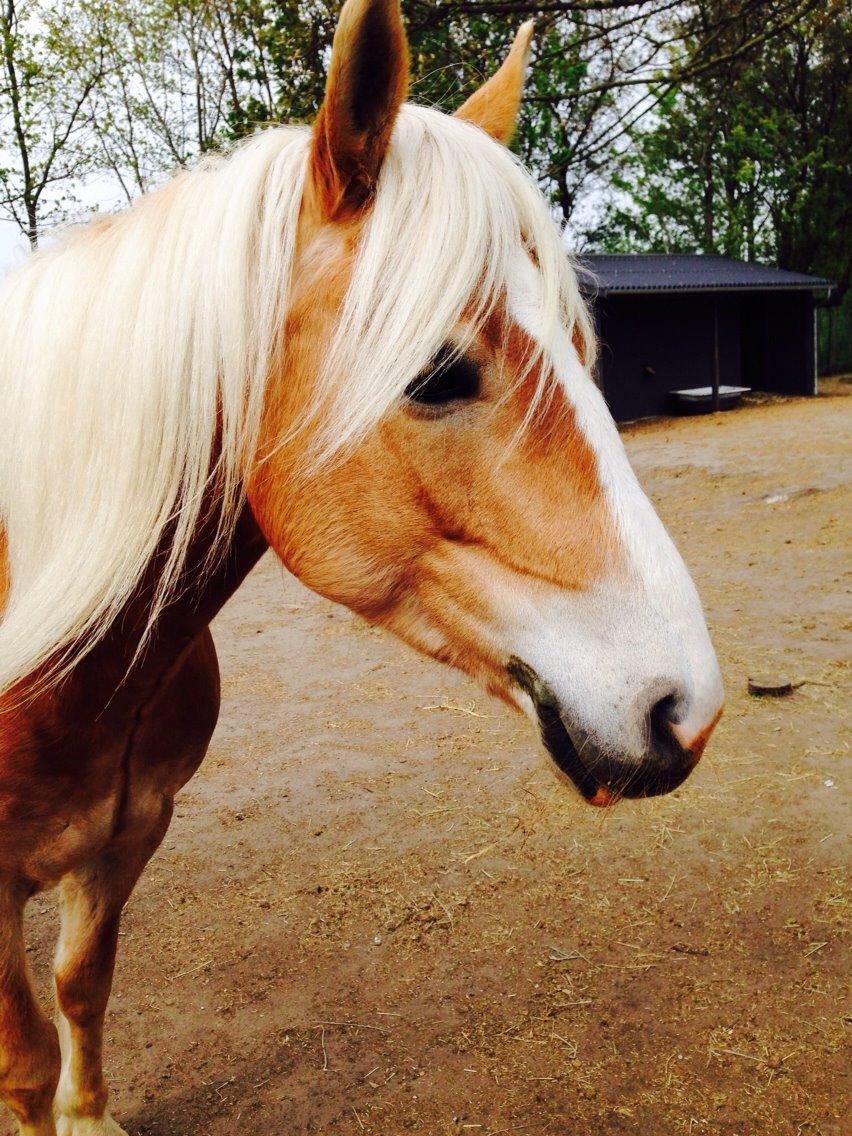 Haflinger Søspringda billede 19