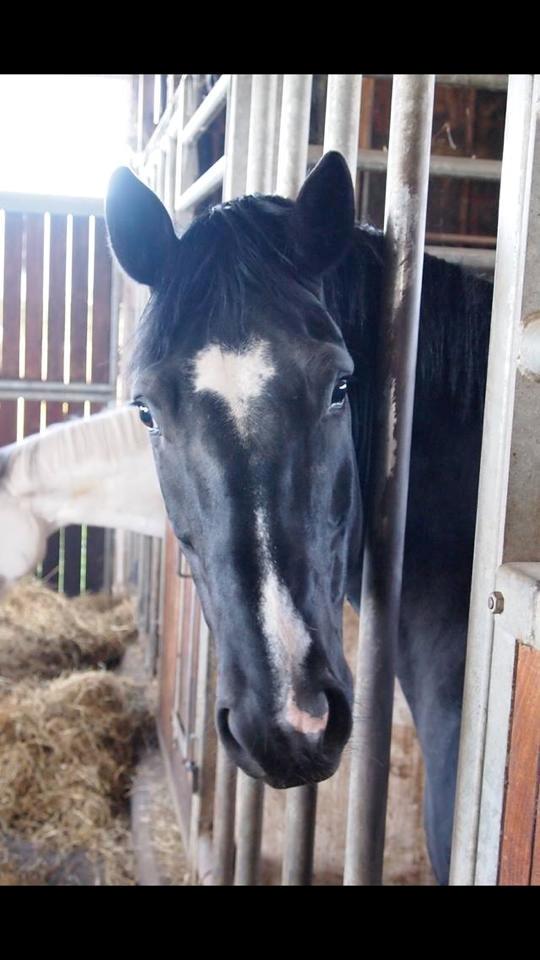 Dansk Varmblod Rosalia Rose - Foto: Michelle billede 3