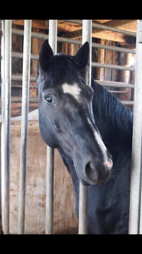 Dansk Varmblod Rosalia Rose - Foto: Michelle billede 4