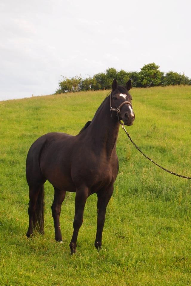 Dansk Varmblod Rosalia Rose - Foto: Michelle billede 1