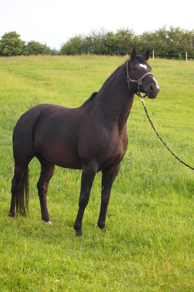 Dansk Varmblod Rosalia Rose - Foto: Michelle billede 5