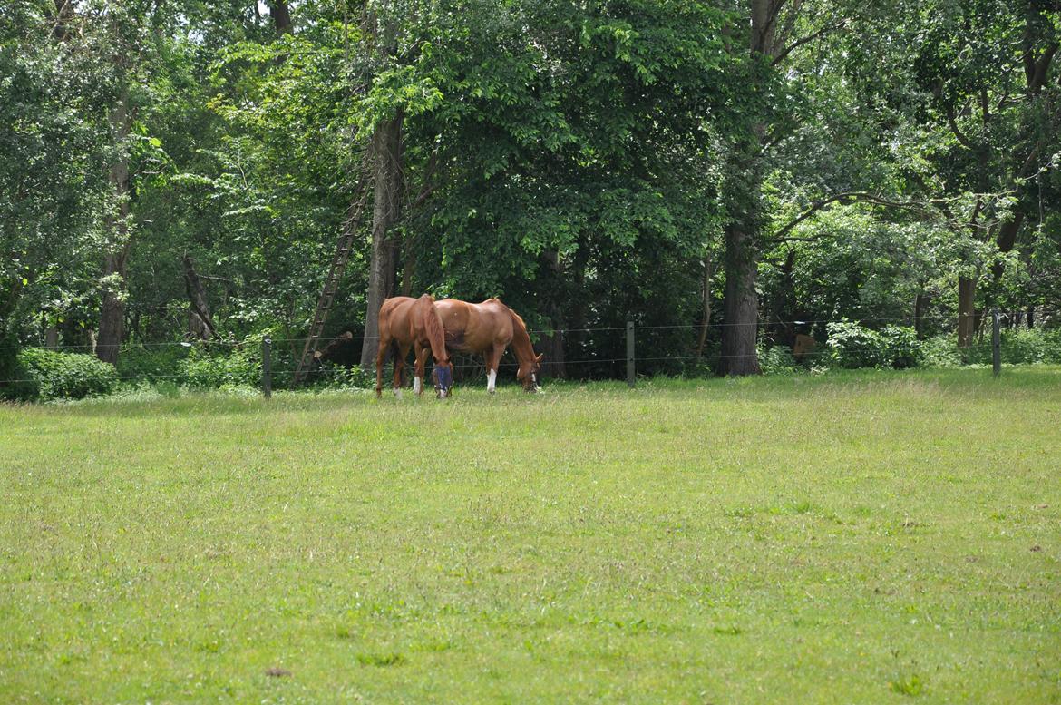 Dansk Varmblod Østerlykkes Frede - Med sin dejlige foldmakker, Bella <3 billede 5