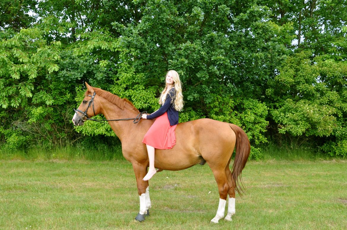 Dansk Varmblod Østerlykkes Frede - Photoshoot til mit værelse, manglede lidt billeder af den skønne Frede <3 billede 6