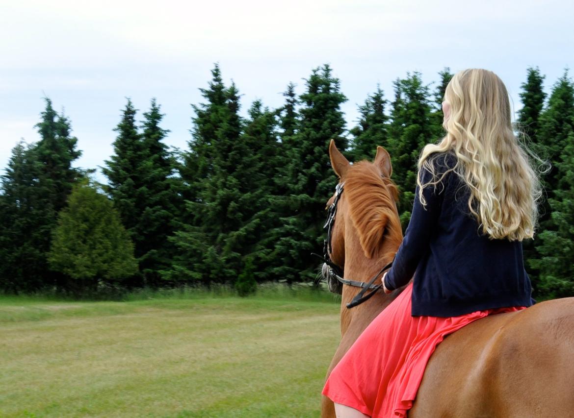 Dansk Varmblod Østerlykkes Frede - Photoshoot til mit værelse, manglede lidt billeder af den skønne Frede <3 billede 7