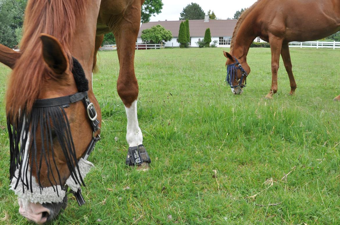 Dansk Varmblod Østerlykkes Frede - Med sin dejlige foldmakker, Bella <3 billede 8
