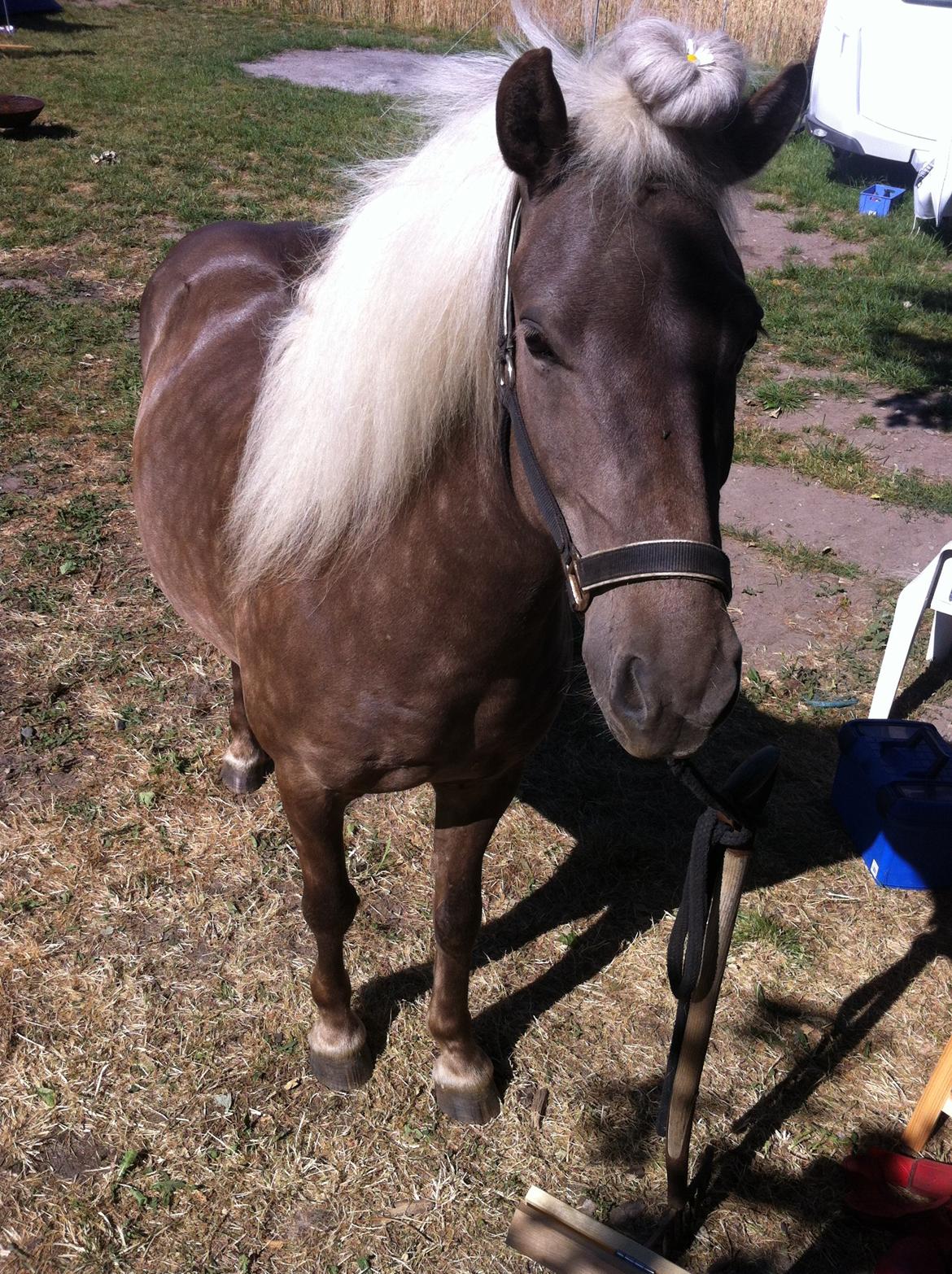 Islænder Así - Han ligner et shetlænder her. ^^' billede 14