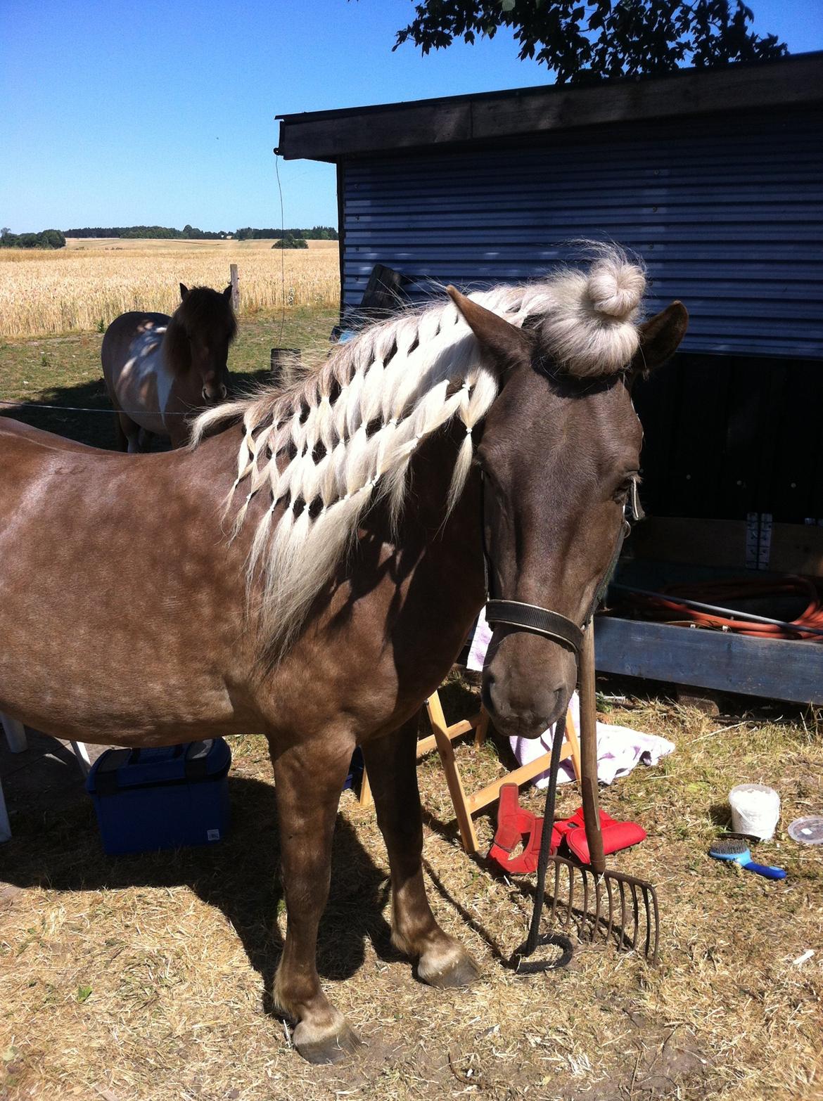 Islænder Así - Lad os lige bruge 2 sekunder på at beundre Así's frisure. X3 billede 18