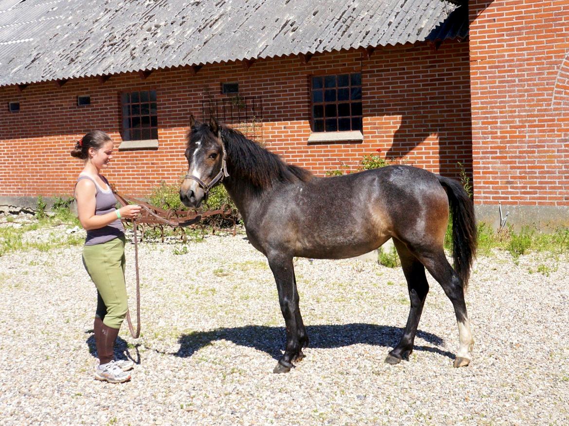 Connemara CAPALL ANNA LIVIA billede 3