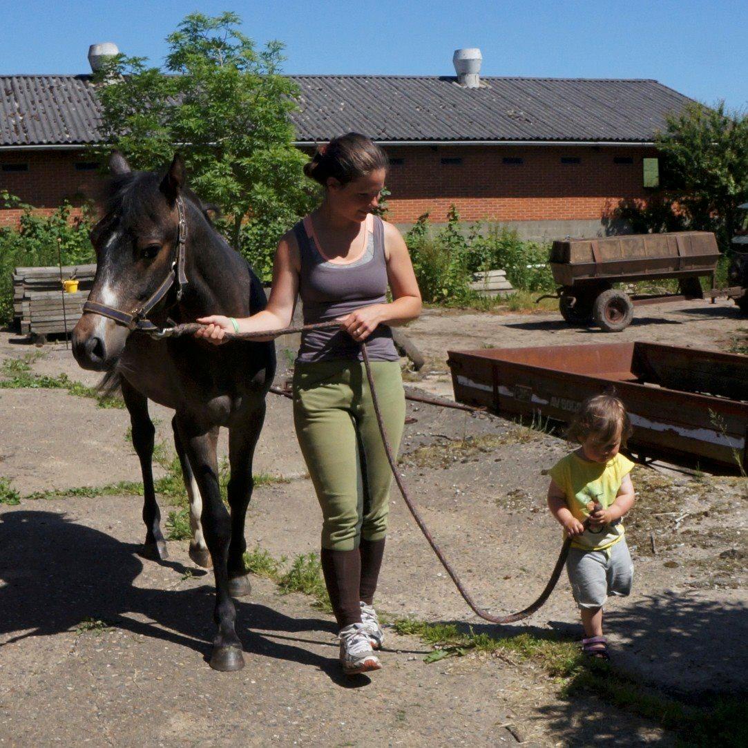 Connemara CAPALL ANNA LIVIA billede 4