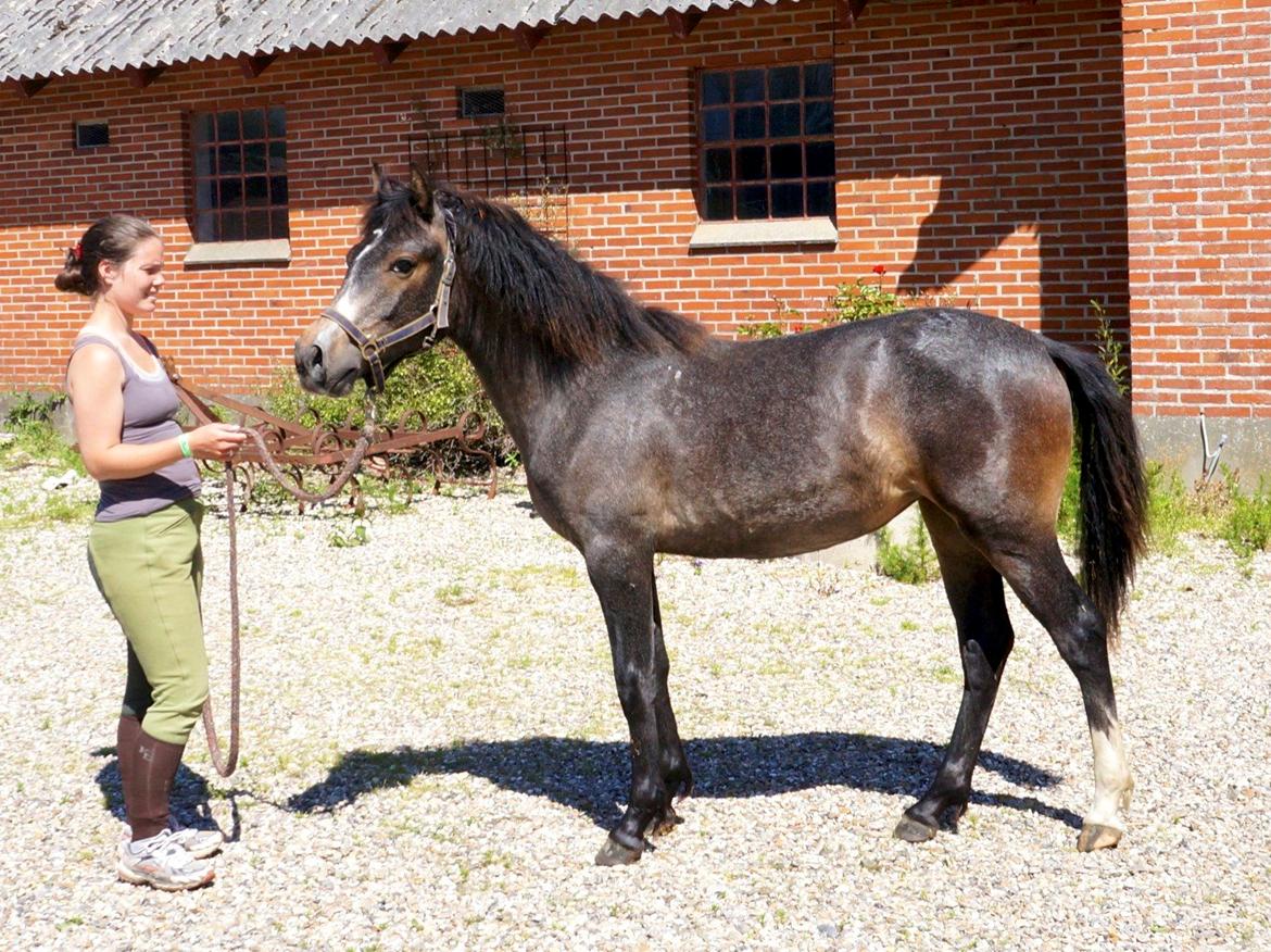 Connemara CAPALL ANNA LIVIA billede 2