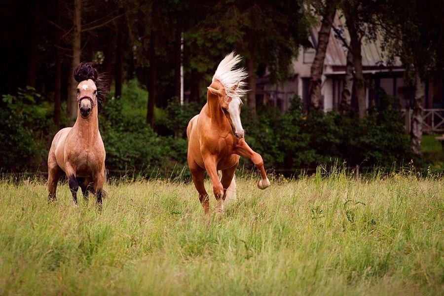 Palomino Richelieu's Fièvre d'or - Juni 2014. Foto: Line Madsen billede 25