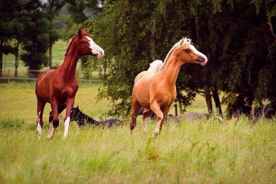 Palomino Richelieu's Fièvre d'or - Juni 2014. Foto: Line Madsen billede 28
