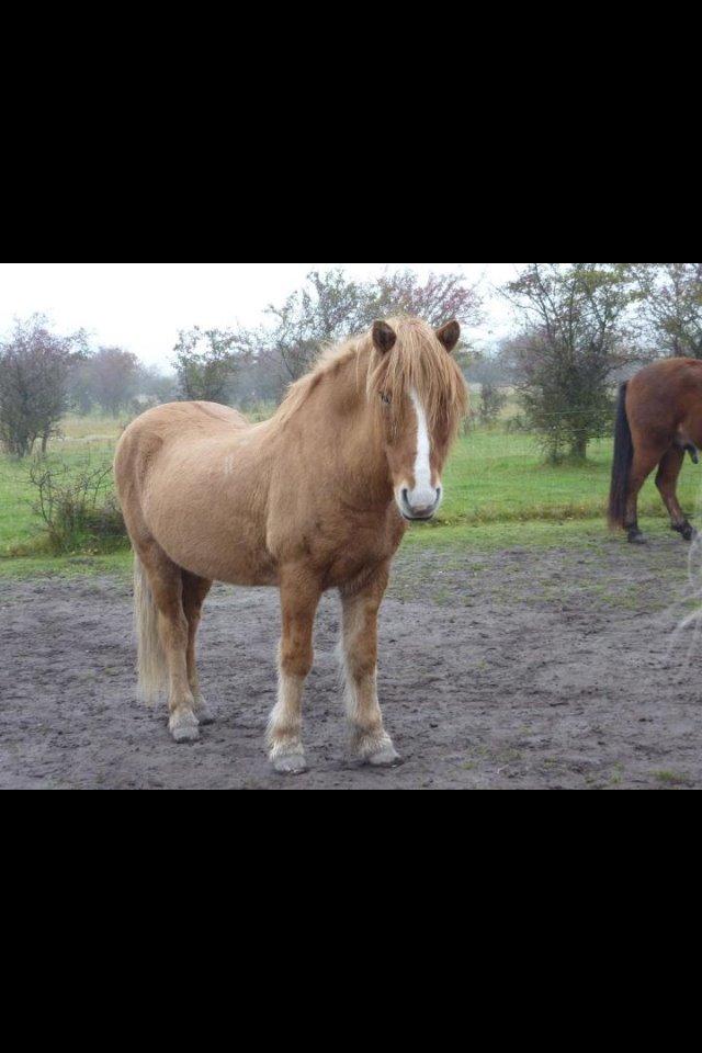 Islænder Bleik Blesi fra Gröft II - Et ældre billede jeg har fået sendt af søde Gitte. <3 billede 9