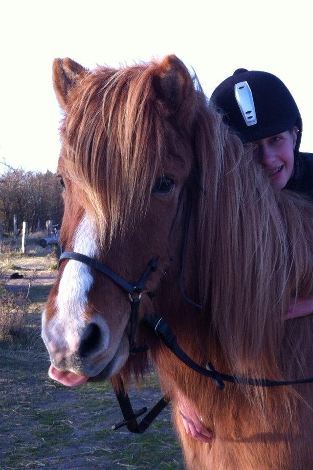 Islænder Bleik Blesi fra Gröft II - Lille vinterbamse. <3 billede 15