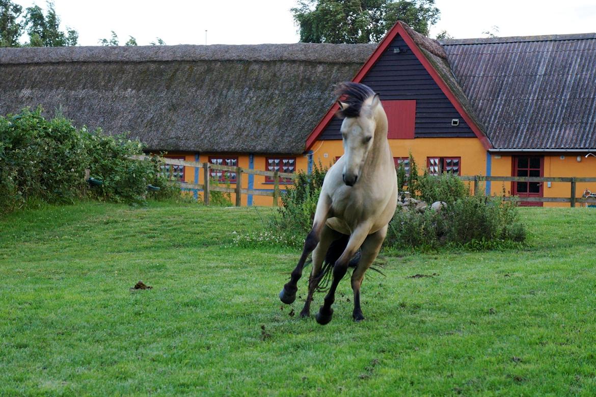 Connemara BREDEMADGÅRDS BERNADETTE billede 9