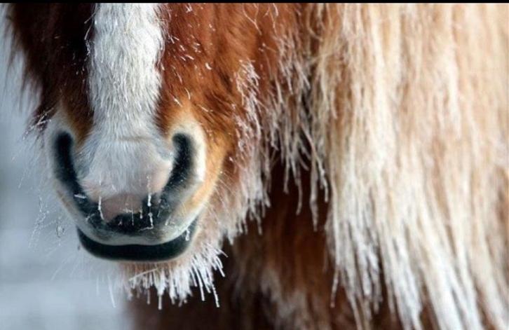 Islænder Bleik Blesi fra Gröft II - Velkommen til Bleiks profil! :) billede 1