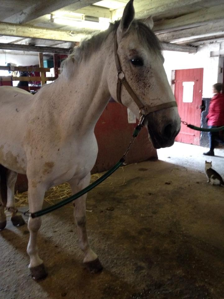 Anden særlig race Aurica - Aurica i stalden, hun står ruligt og håber på en godbid! <3 beklager jeg kun har billeder i stalden, der skal nok komme nogle senere hvor hun er i bevægelse! <3 billede 1