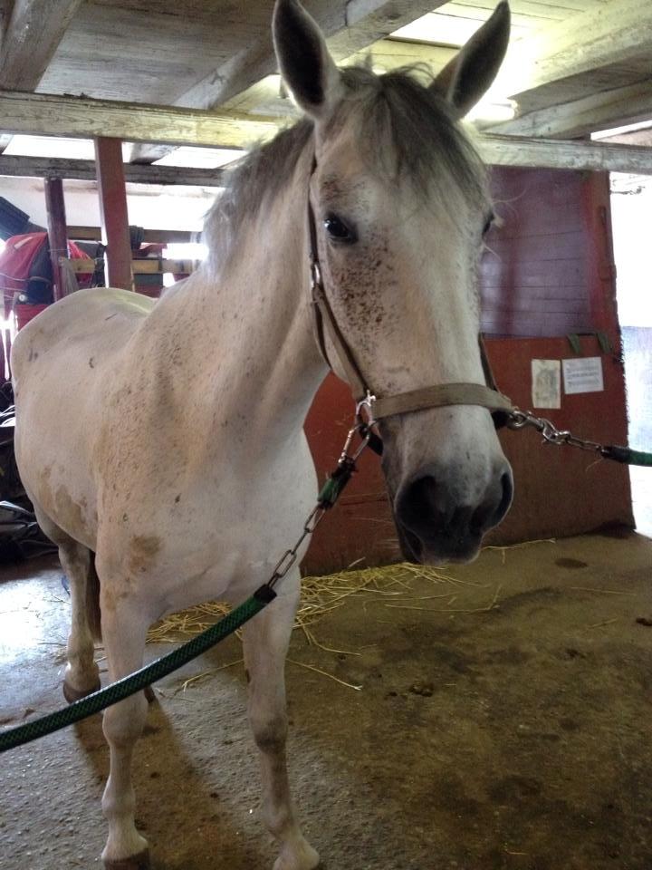 Anden særlig race Aurica - Aurica er en sød og rolig hoppe som elsker at blive nusset <3 Hun er rolig og er venner med alle hestene i stalde <3 
Hun har og vil altid have et specielt plads i mit hjerte <3 Og jeg ville ikke bytte hende ud med nogen som helst! <3
 billede 2