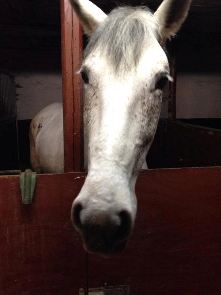 Anden særlig race Aurica - Søde Aurica som tigger om gulerødder! <3 Hvis man har mad med til hende er du med det samme den bedtse og mest interesante person i stalden/rummet <3 billede 3