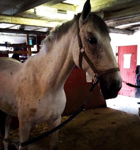 Anden særlig race Aurica -  Men selvom hun er denne søde rare hest i stalden, så betyder det jo ikke at hun er så nem på banen! <3 Aurica kan godt lide at gå bag nogle andre, så når vi kommer tilstrækkeligt bagud, begynder hun på at snyde i hjørnerne eller at sætte farten op <3
 billede 4