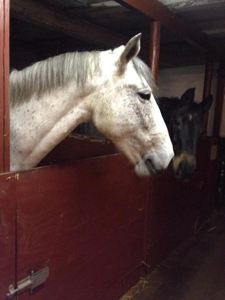 Anden særlig race Aurica - Aurica sammen med hendes søde sidekammerat Rasmus <3 billede 5