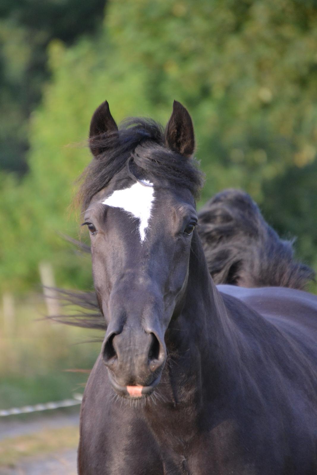 Welsh Cob (sec D) Møllegydens Èowyn billede 12