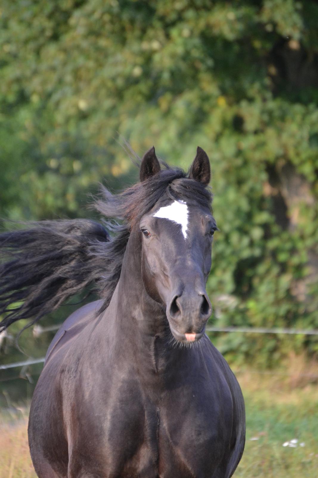 Welsh Cob (sec D) Møllegydens Èowyn billede 11