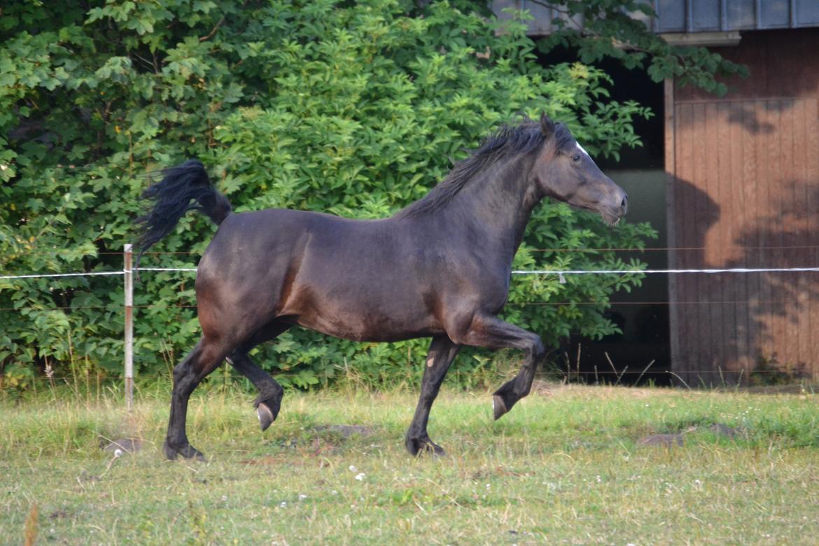 Welsh Cob (sec D) Møllegydens Èowyn billede 14
