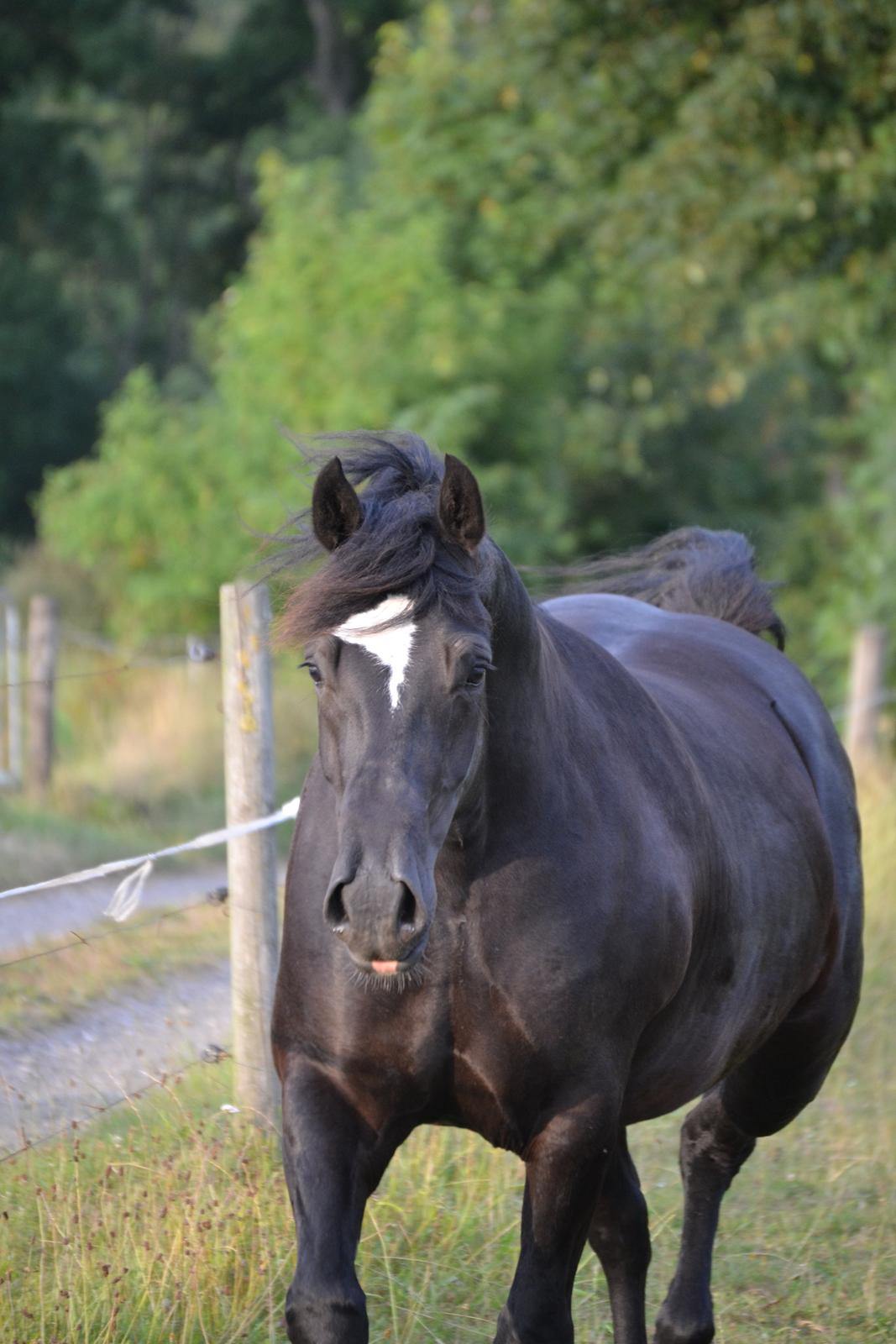 Welsh Cob (sec D) Møllegydens Èowyn billede 13