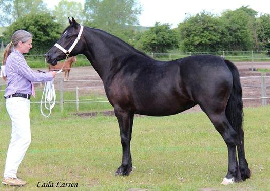 Welsh Cob (sec D) Møllegydens Ebony - Til show som 2 års billede 1