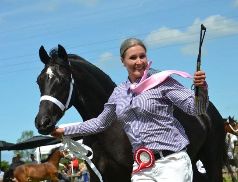 Welsh Cob (sec D) Møllegydens Ebony - Til show som 2 års billede 4