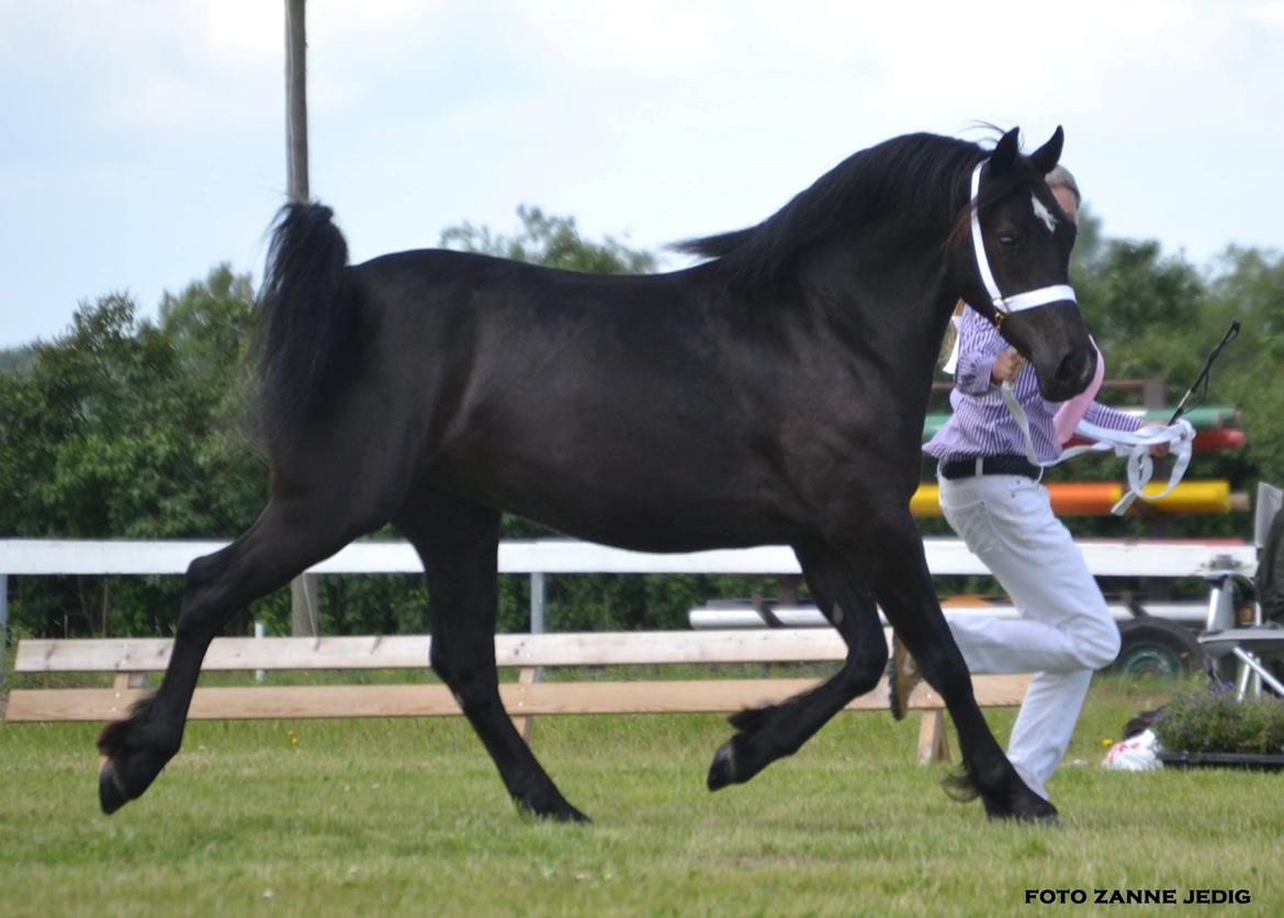 Welsh Cob (sec D) Møllegydens Ebony - Til show som 2 års billede 5