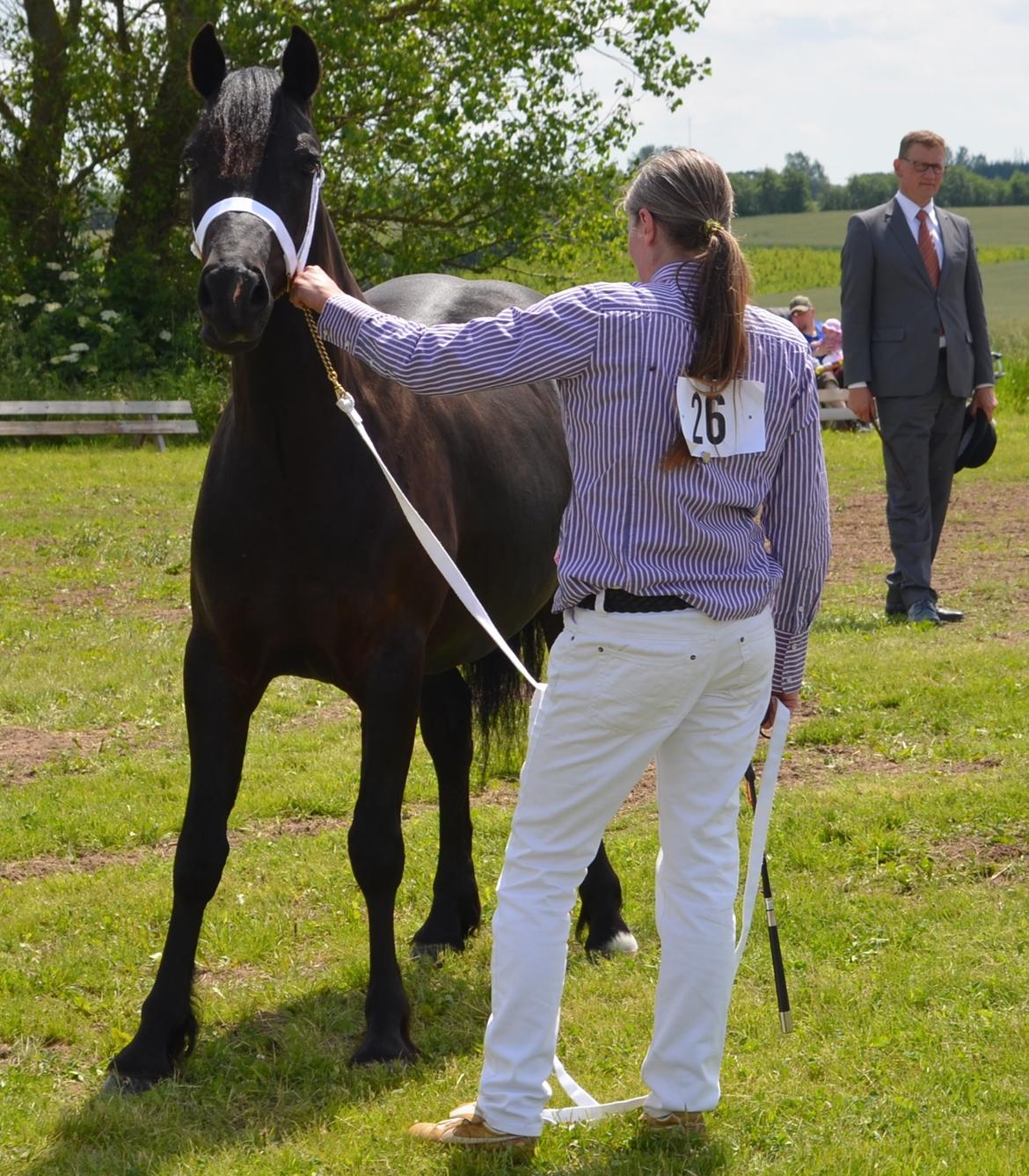 Welsh Cob (sec D) Møllegydens Ebony - Til show som 2 års billede 6