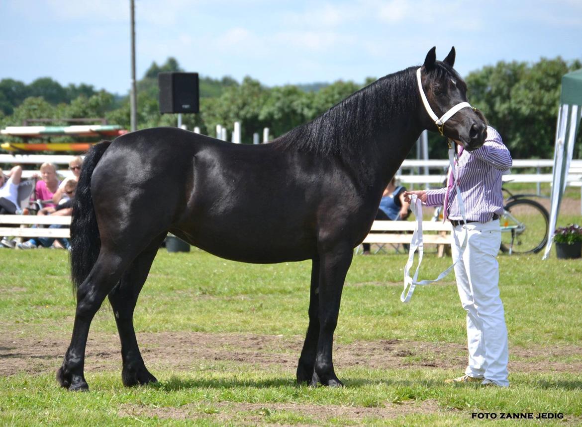 Welsh Cob (sec D) Møllegydens Ebony - Til show som 2 års billede 2