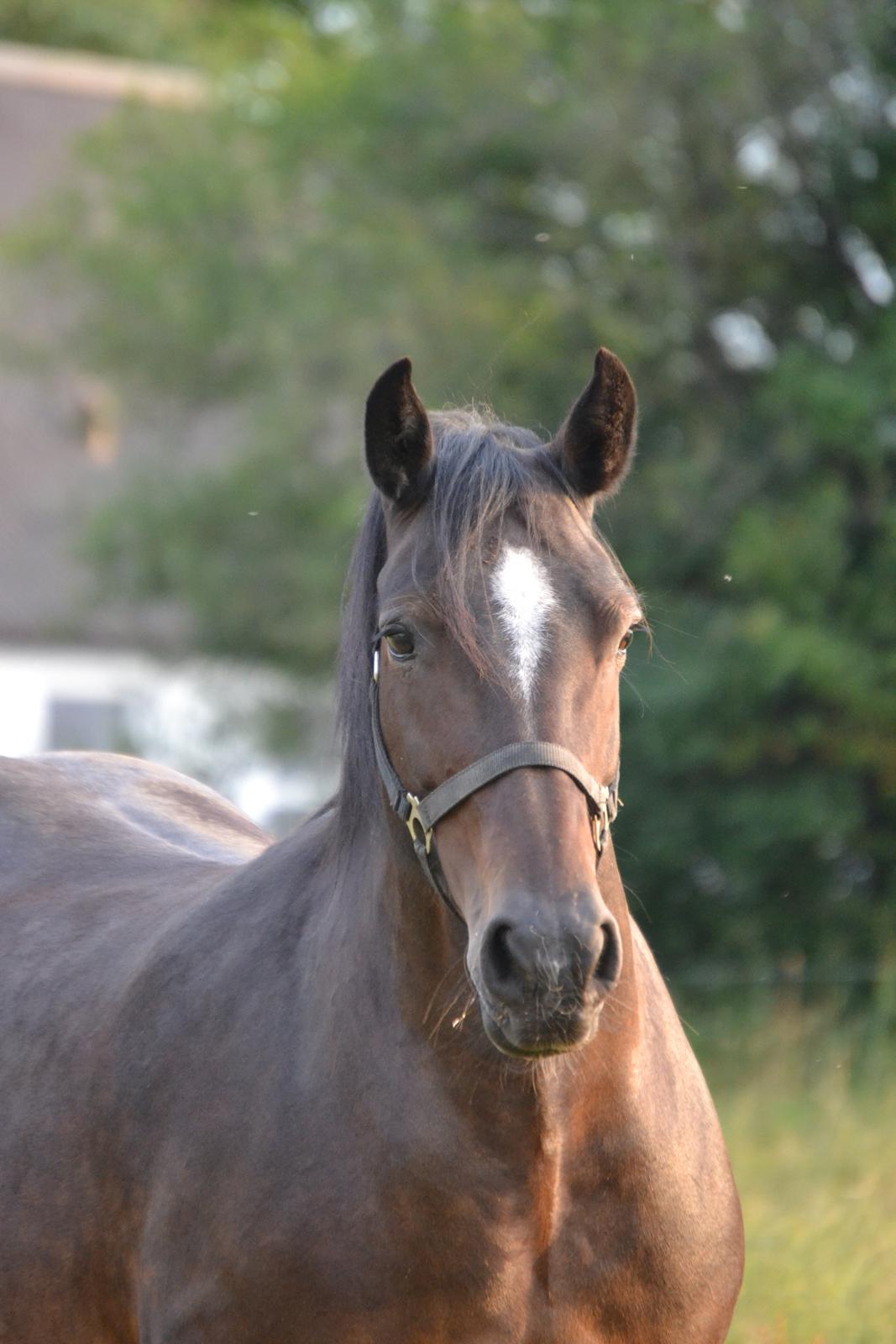 Welsh Cob (sec D) Cilsane Meinir billede 1