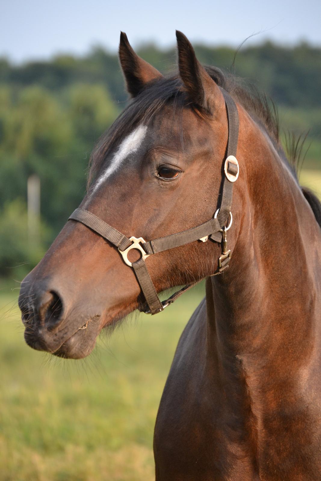 Welsh Cob (sec D) Cilsane Meinir billede 2