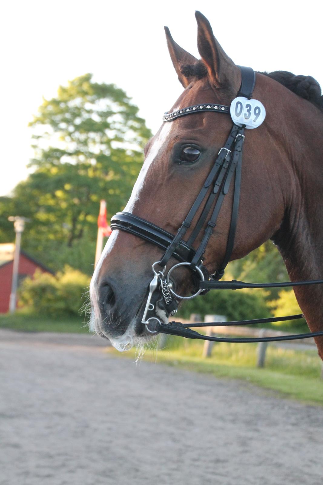 Oldenborg Højbodals Malix billede 8