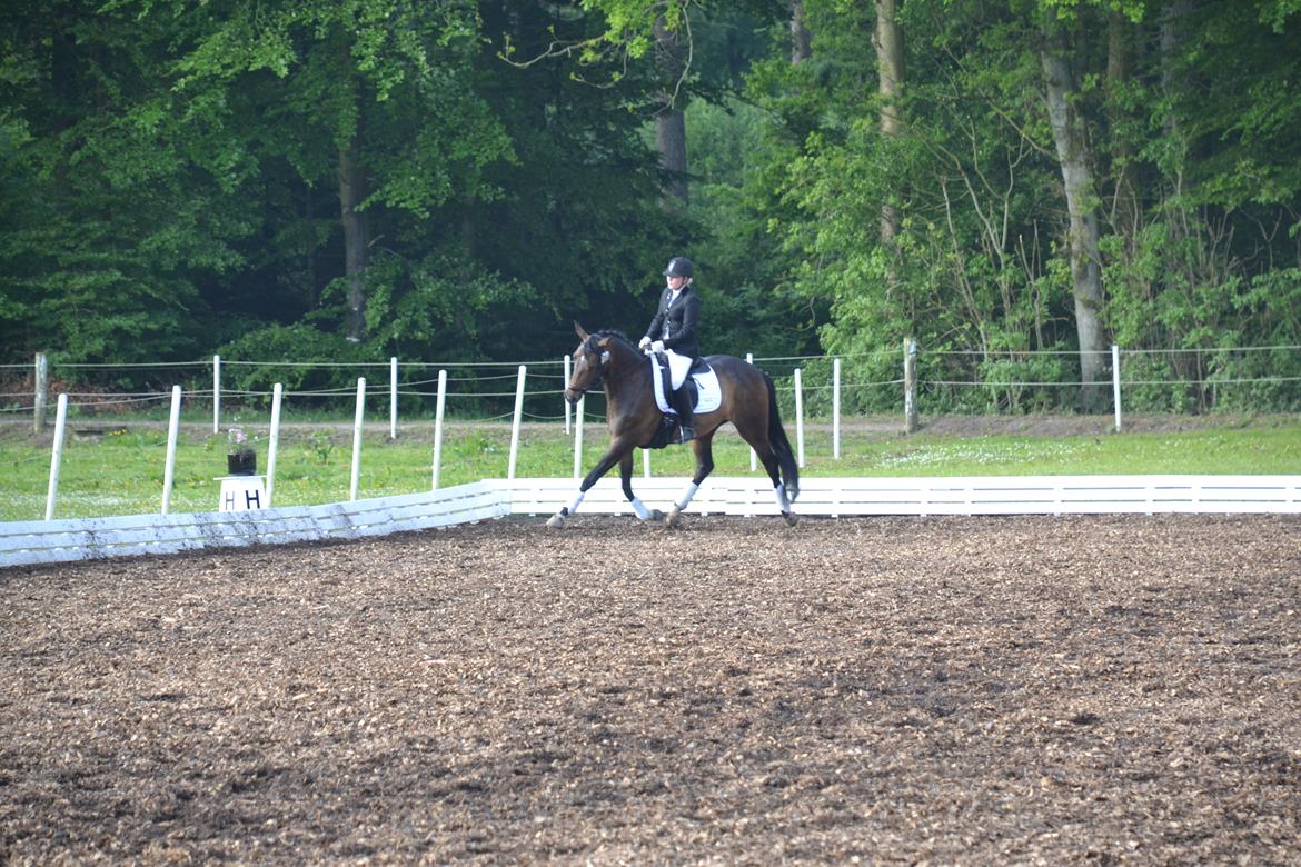 Dansk Varmblod Gammelgaards Szenia DH billede 14