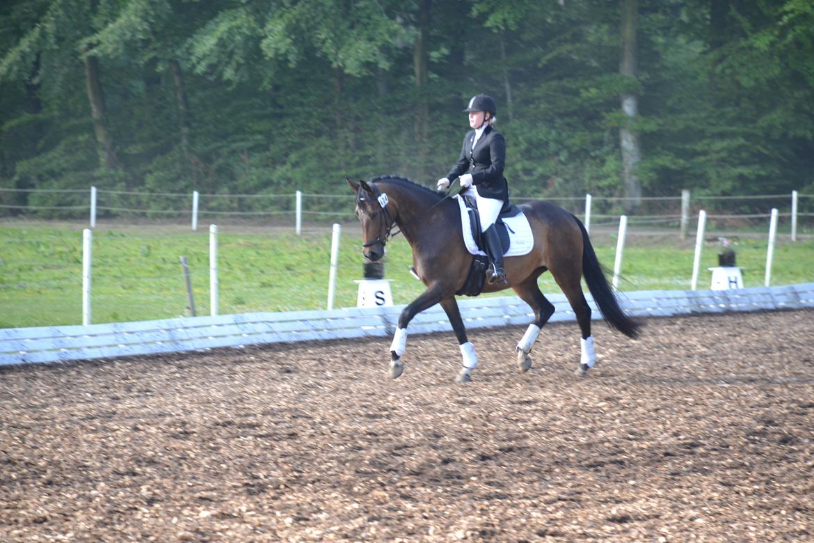 Dansk Varmblod Gammelgaards Szenia DH billede 17