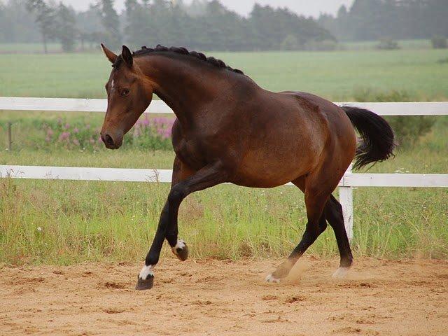 Dansk Varmblod Gammelgaards Szenia DH billede 1
