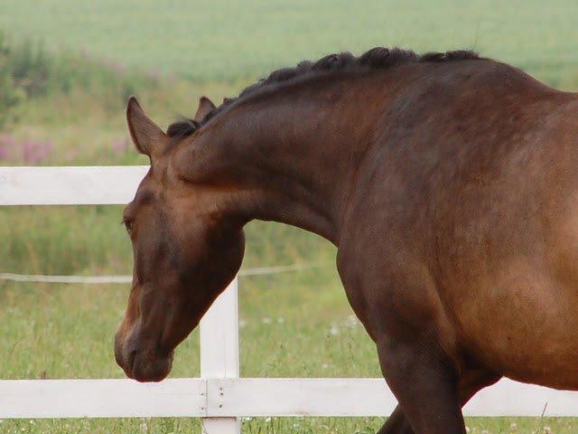 Dansk Varmblod Gammelgaards Szenia DH billede 15