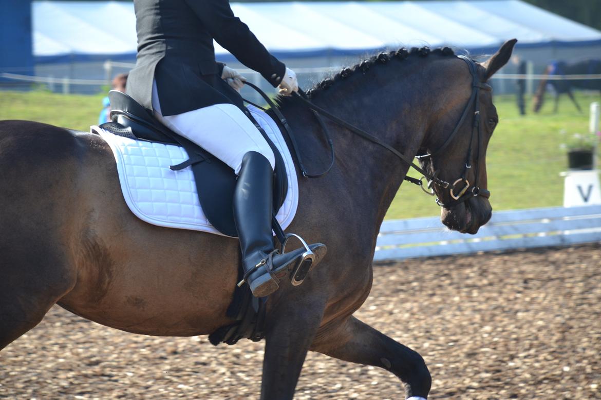 Dansk Varmblod Gammelgaards Szenia DH billede 10