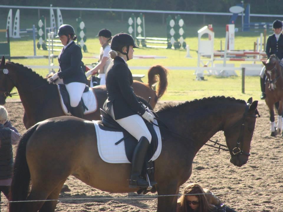 Dansk Varmblod Gammelgaards Szenia DH billede 19