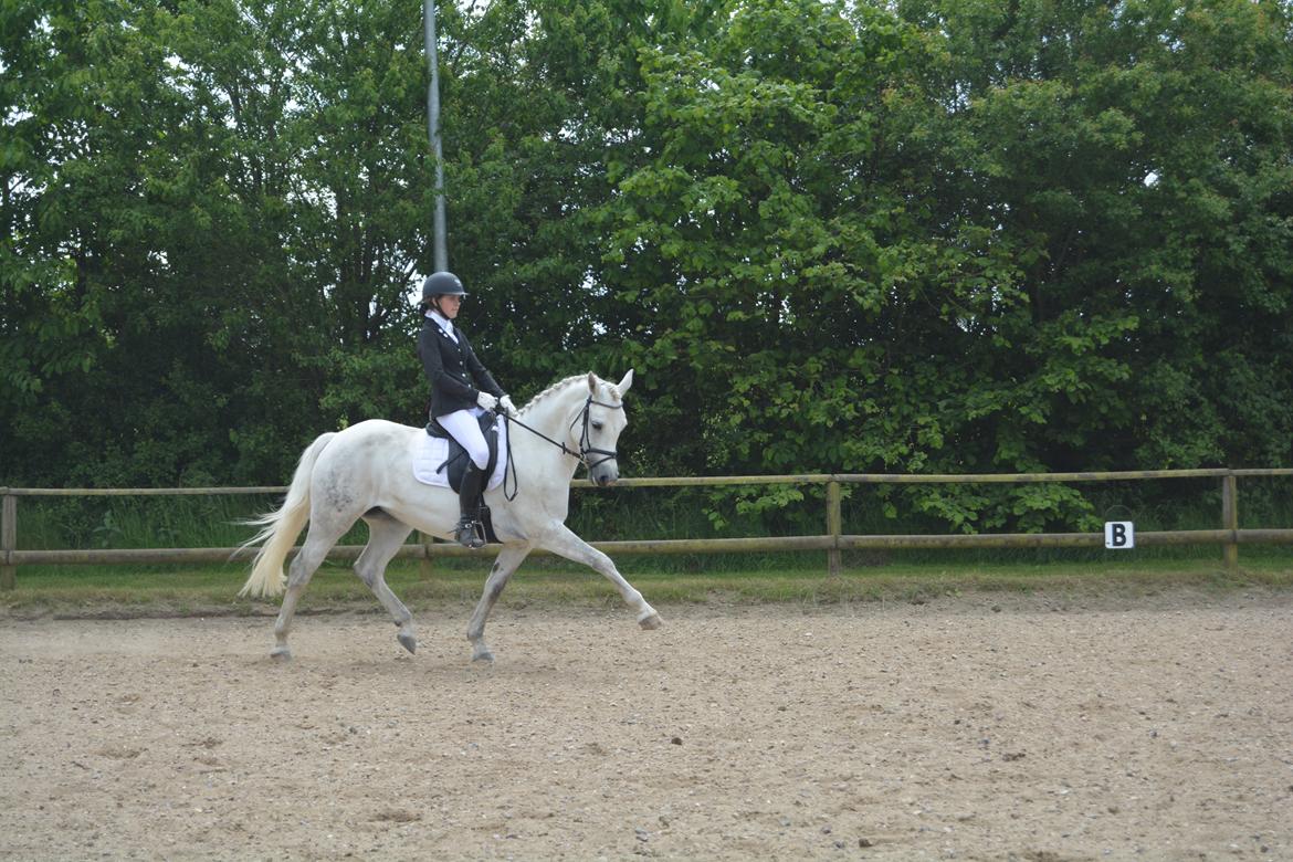 Connemara Pilgaards Nicola - La2 - FOTO: Louise billede 2