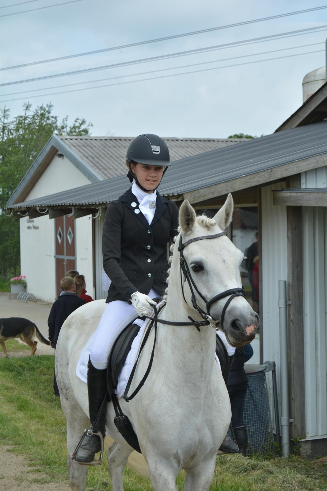 Connemara Pilgaards Nicola billede 6